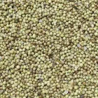 خرید گشنیز بالاتر از قیمت تمام بازار