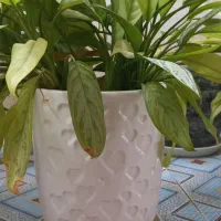 گل طبیعی|گل و گیاه طبیعی|شیراز, زیباشهر|دیوار