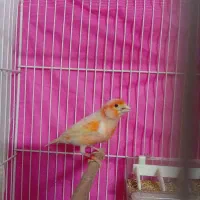 قناری موزاییکی اورجینال نر و ماده  و جوجه