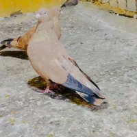 کبوتر کله ای پرتقالی|پرنده|بندر ماهشهر, |دیوار