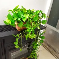 گل پتوس|گل و گیاه طبیعی|تهران, تاکسیرانی|دیوار