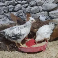 جوجه خروس و جوجه مرغ محلی|حیوانات مزرعه|ارژن, |دیوار