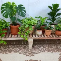 استند برای گلهای منزل