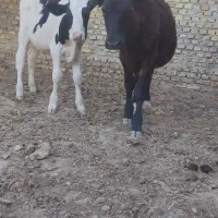 گوساله نر