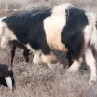 بز نر|حیوانات مزرعه|اردبیل, |دیوار