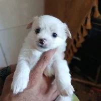 سگ پامر شیتزو