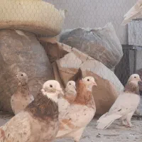 ۱۰تاکبوترهما سرور