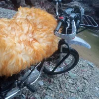 احسان شکاری ۲۰۰