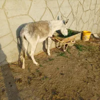 خر یا الاغ ماده|حیوانات مزرعه|مشهد, طبرسی شمالی|دیوار