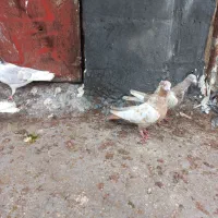 کفتر یا کبوتر|پرنده|مرودشت, مختارآباد|دیوار