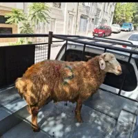 فروش گوسفند زنده نر درجه یک با ذبح و حمل رایگان