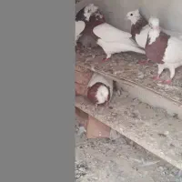 ۱۰ عدد کلفه|پرنده|هیر, |دیوار