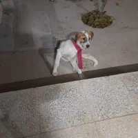 توله سگ ۶ماهه.جنسیت نر|سگ|بجنورد, |دیوار