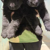 فروش توله سگ ژرمن بلک موبلند زیبا|سگ|کرج, جهان‌شهر|دیوار