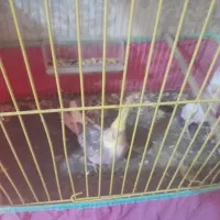 طوطی عروس نر ماده بشرط تخم جوجه