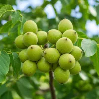 نهال گردو درجه یک با بازدهی سریع و سوددهی زودهنگام|خدمات باغبانی و درختکاری|باسمنج, |دیوار