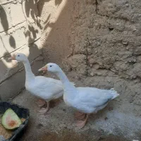 غاز|حیوانات مزرعه|اسفراین, |دیوار