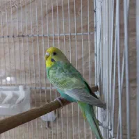 جفت مرغ عشق رینبو بالغ و آماده کیفیت بالا|پرنده|بابل, |دیوار