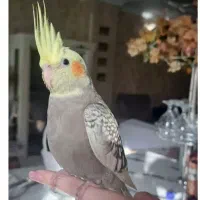 عروس هلندی