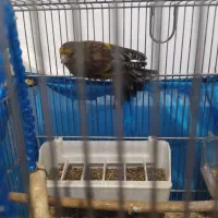 سهره قناری قواره دار برای معاوضه