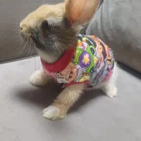 ۲ عدد خرگوش لپ با تمام وسایل|موش و خرگوش|اراک, |دیوار