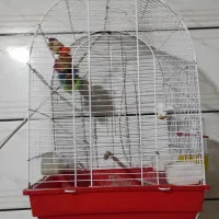 قفس پرنده|لوازم جانبی حیوانات|اندیمشک, |دیوار