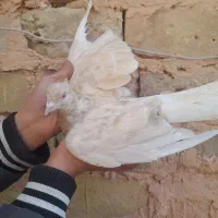 کفتر ماده دم سفید لیمویی