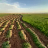 نشا پیاز سفید ۳ ماهه