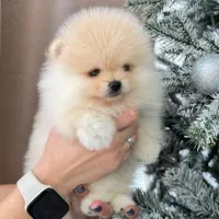 یک به یک خشکل و تو دل برو|سگ|صدرا-فارس, فاز ۱|دیوار