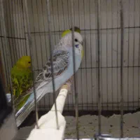 مرغ‌عشق‌انگلیسی|پرنده|قم, حنیف نژاد|دیوار