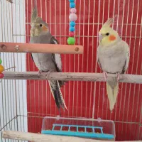 عروس هلندی دست اموز|پرنده|نقده, |دیوار