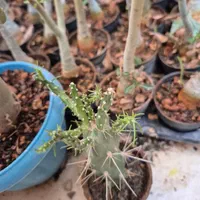 ادنیوم آدنیوم بنسای|گل و گیاه طبیعی|اصفهان, مهدی آباد|دیوار