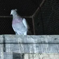 ده عدد کبوتر پرشی نشون دار همه گردن کلفت|پرنده|ابهر, |دیوار