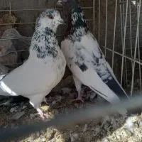 کبوتر پرشی|پرنده|حمیدیا, |دیوار