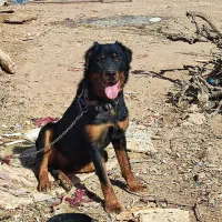 سگ روت وایلر