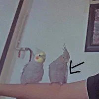 عروس هلندی ماده