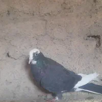 کبوتر|حیوانات|شاهرود, |دیوار