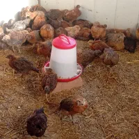 جوجه لهمن تخم گذار دوماهه|حیوانات مزرعه|قدس, شهرقدس|دیوار