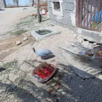 مرغ شاخدار معاوضه فقط با بوقلمون برنز