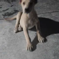 توله‌‌سگ‌سرابی