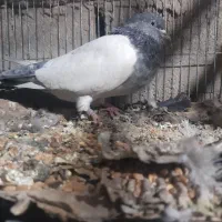 کبوتر کله ای پاکستانی پرشی