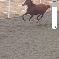 مادیون تروبرد ۱۰۰ ۶ساله