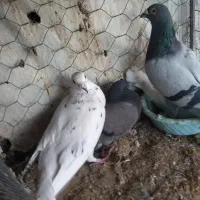 فروشی تعدادی کفتر|پرنده|بیرجند, |دیوار