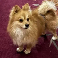 پامر اشپینز