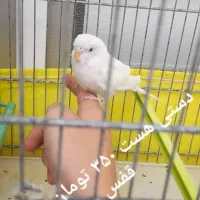 مرغ عشق|پرنده|سراب, |دیوار