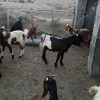 فروش بزغاله های نر|حیوانات مزرعه|سیمین شهر, |دیوار