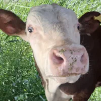 گوساله نر پرواری