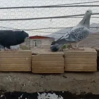 کفتر سوراخی