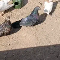 کبوتر سرور همدانی