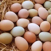 تخم مرغ محلی نطفه دار